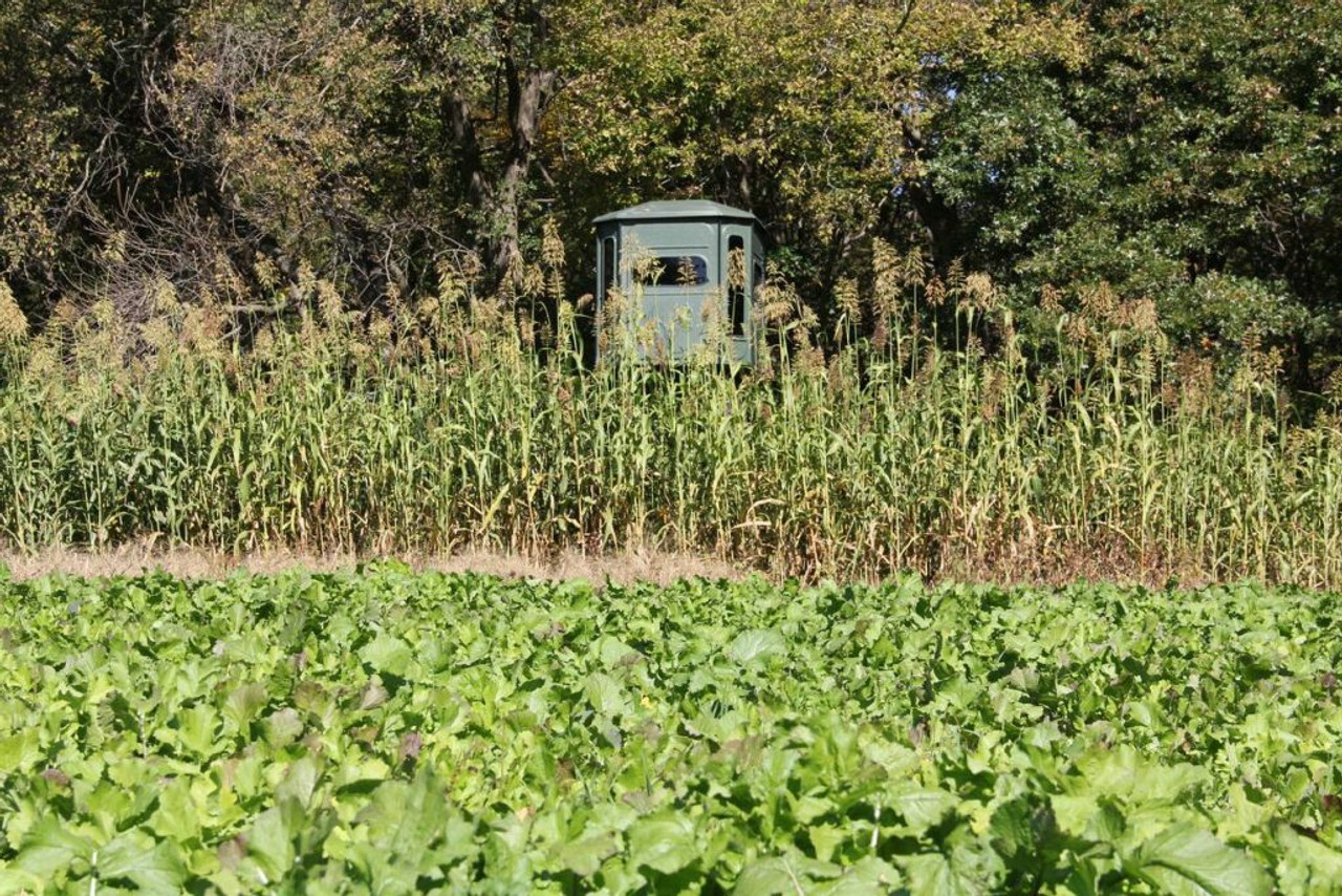 Food Plot